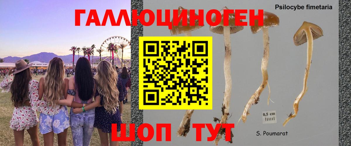 Галлюциногенные грибы Psilocybine cubensis  Вход с VPN  Новоалтайск 